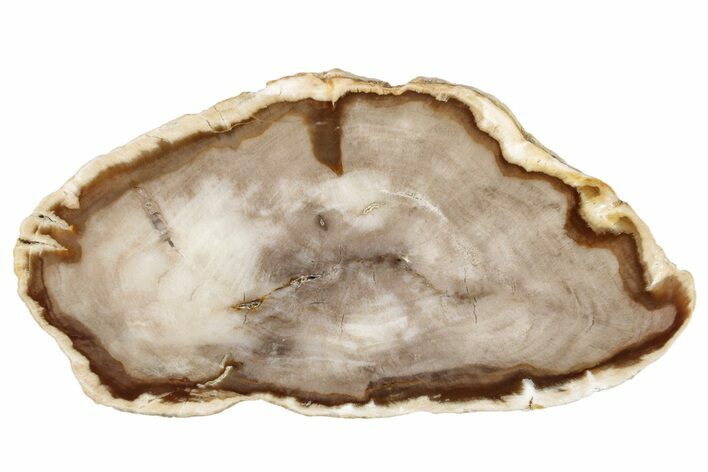 Polished Petrified Wood (Bald Cypress) Round - Washington #253080